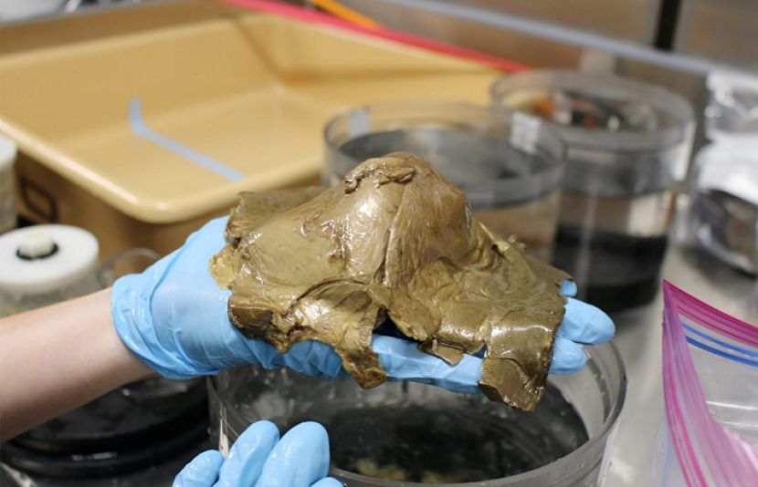 پراسرار &#039;سونے کا انڈہ&#039; بحر الکاہل کی تہہ سے دریافت