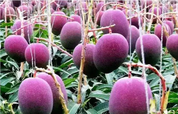 دنیا کا مہنگا ترین آم، تہلکہ خیزرپورٹ