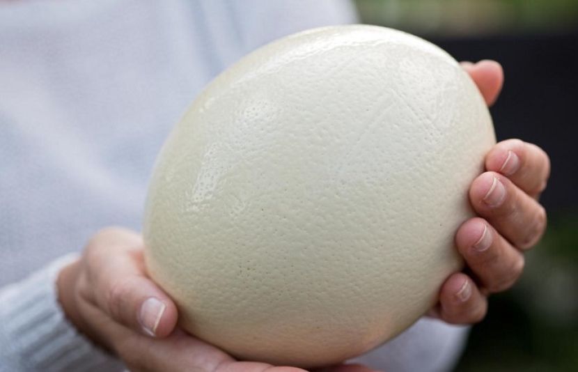 انڈے کی بولی