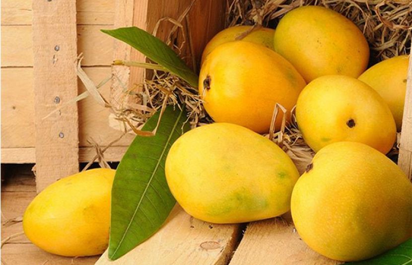 تحقیق میں آموں کے حیرت انگیز صحت فوائد سامنے آئے ہیں