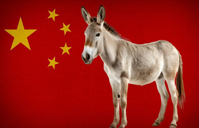 پاکستان میں گدھوں کی نسل بڑھانے کے لیے چین کا تعاون