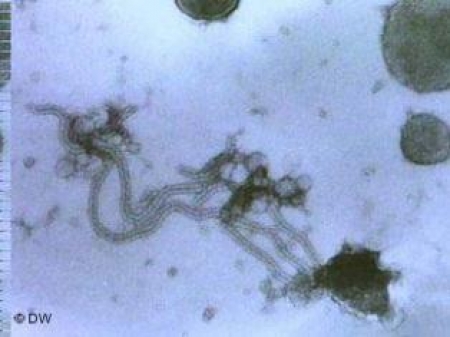 نیا وائرس، تباہ کن نتائج کا امکان کم