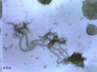 نیا وائرس، تباہ کن نتائج کا امکان کم