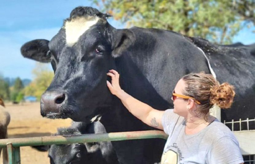 دنیا کے سب سے قدآور بیل نے عالمی ریکارڈ قائم کر دیا