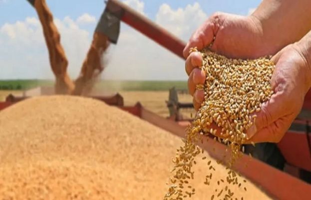 وفاقی حکومت نے گندم پالیسی 26-2025ء کی منظوری دے دی