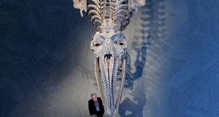 ہڈیاں کھانے والے عجیب کیڑے