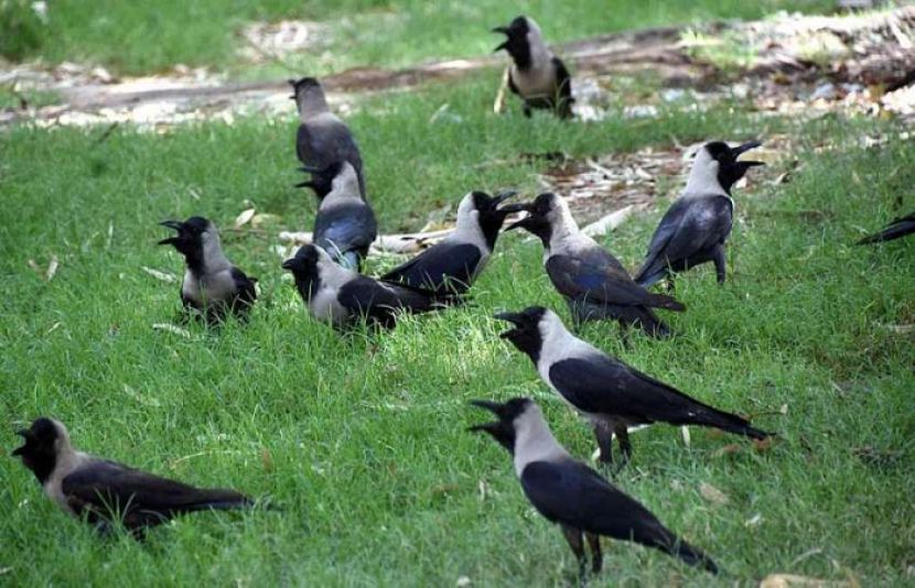 کوؤں سے متعلق چونکا دینے والی تحقیق سامنے آگئی