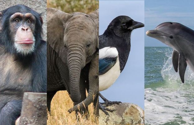 آئینے میں خود کی پہچان کرنے والے جانور