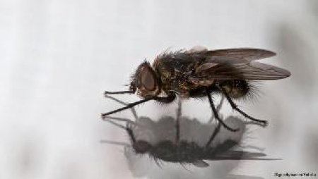 روبو فلائی، دو سینٹی میٹر کا پرواز کرتا روبوٹ