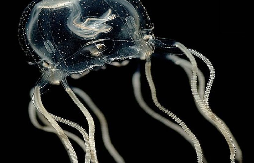 کیریبین باکس جیلی فش