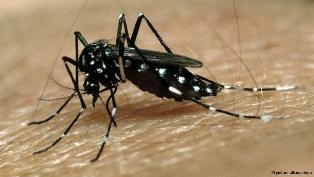 پاؤں کی بو ملیریا کےخلاف ہتھیار