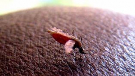 نئی ملیریا ویکسین کے مثبت ہونے کا امکان