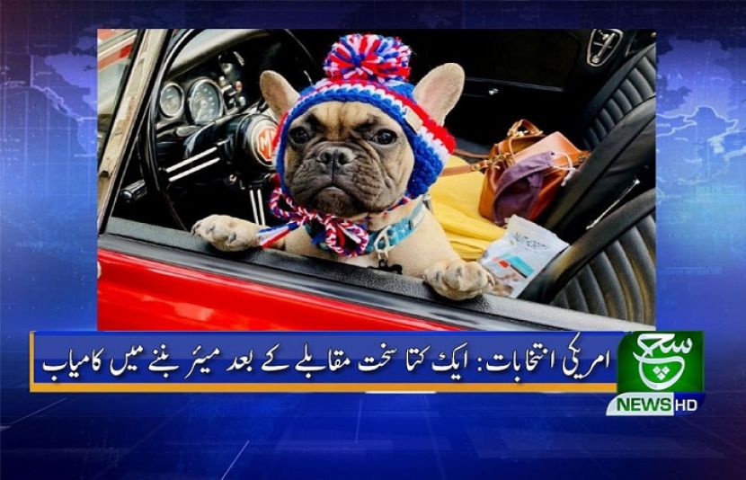 امریکی صدارتی انتخاب: ایک کتا میئر بن گیا