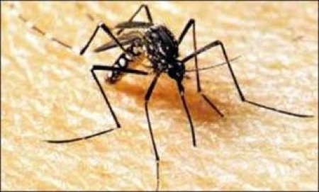 دس افراد میں ڈینگی وائرس کی تصدیق ہوئی ہے