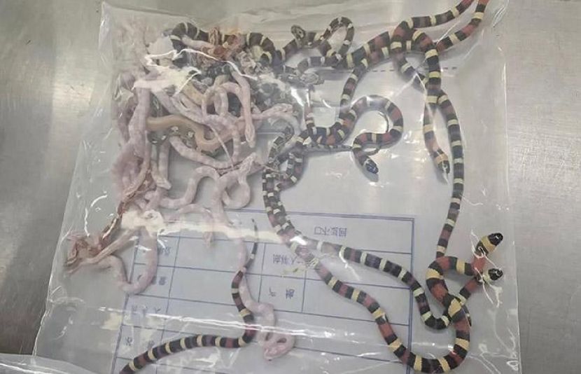 چین میں ایئرپورٹ پر مسافر کی پتلون سے 100 زندہ سانپ برآمد کر لیے گئے