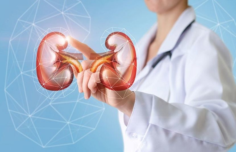 زندگی کے تمام معمولات ہمارے جسم کے مختلف افعال، خصوصاً گردوں پر بھی نمایاں اثر ڈالتے ہیں