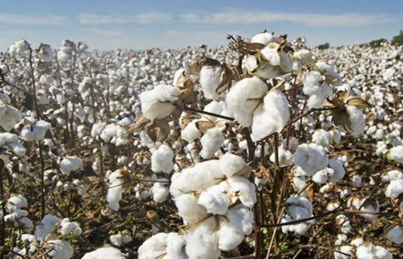 موسمی آفات کاٹن انڈسٹری کے لیے بڑا چیلنج بن گئیں
