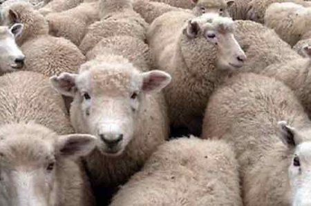 برطانوی لیبارٹری نے آسٹریلوی بھیڑوں کو صحت مند قرار دے دیا