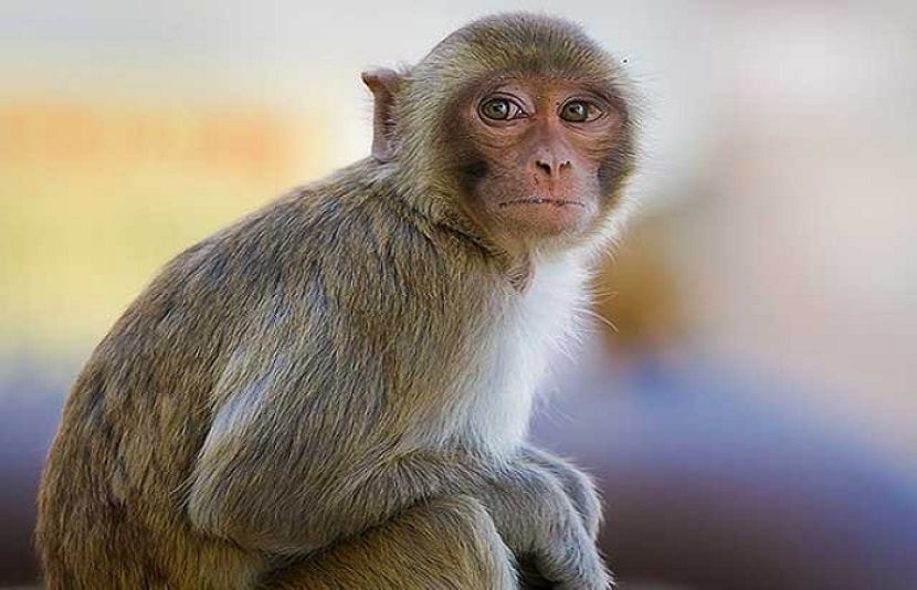 بندر اپنی محبوبہ کی تلاش میں وائلڈ لائف ریزرو سے فرار