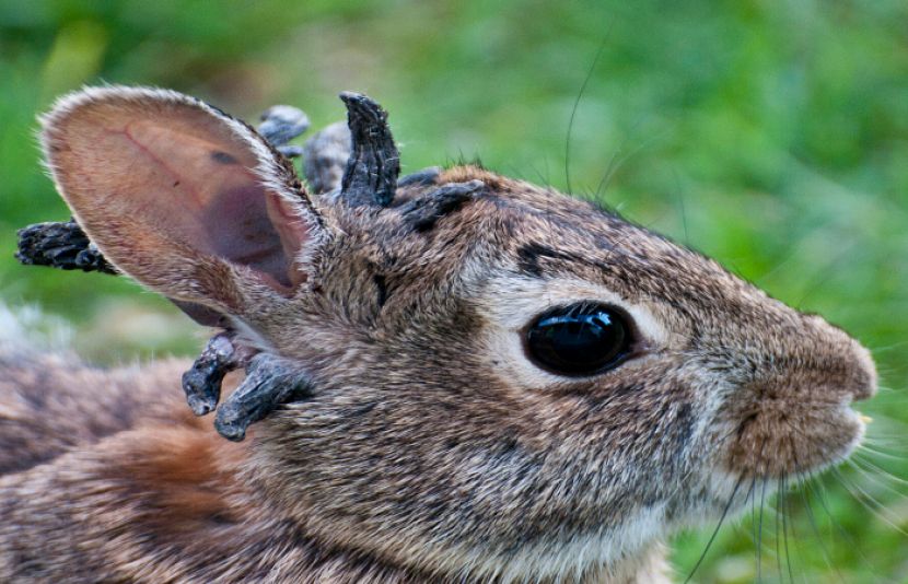 رپورٹس میں بتایا گیا ہے کہ خرگوشوں کے منہ اور چہرے کے اطراف میں سیاہ، کانٹے دار قسم کی غیر فطری بڑھوتری دیکھی گئی ہے۔