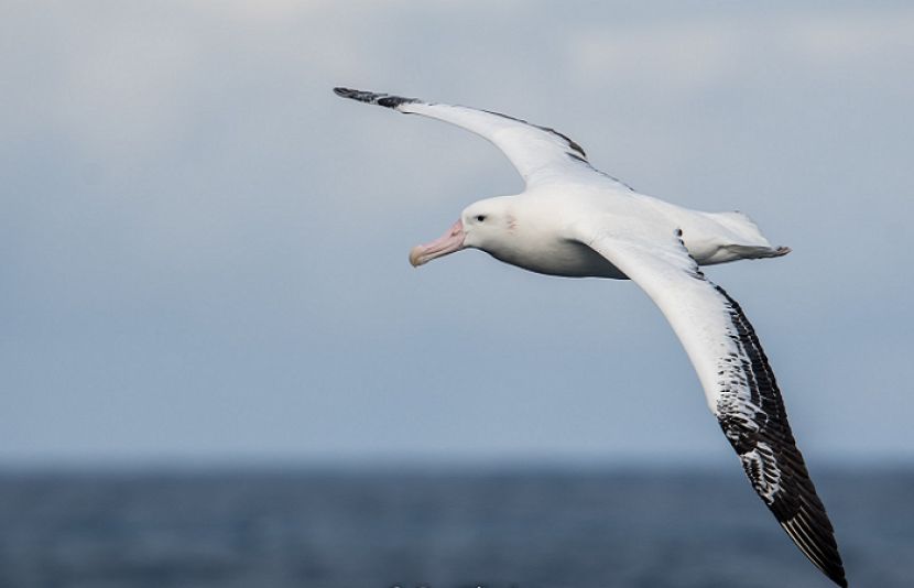 وانڈرنگ ایلباٹروس دنیا کا وہ واحد پرندہ ہے جس کے پروں کا پھیلاؤ 3.5 میٹر (تقریباً 11.5 فٹ) تک ہوتا ہے