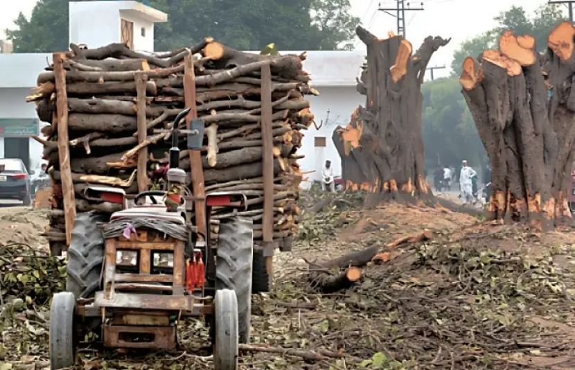 پنجاب بھر میں جنگلات کی کٹائی اور لکڑی کی نیلامی پر فوری پابندی عائد کردی گئی