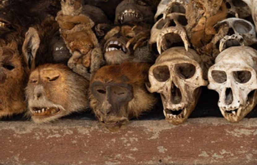 خاتون سے ایئر پورٹ پر بندروں کے ڈھانچے برآمد