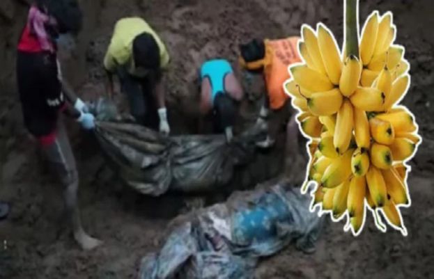 لاشوں پر کیلے کا پودا لگا دیا