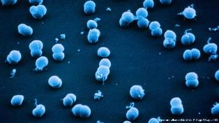 گردن توڑ بخار کے خلاف ٹیکے کی ایجاد