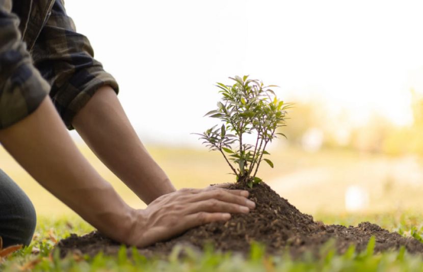 درخت لگانے کی سب سے بہترین جگہ کون سی ہے