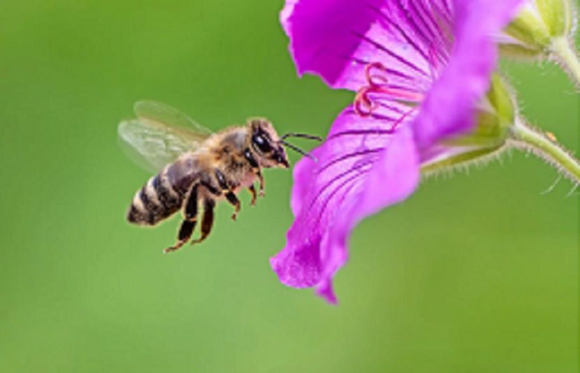 شھد کی مکھیاں