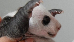 پانڈا کے حمل کا اندازہ لگانا مشکل