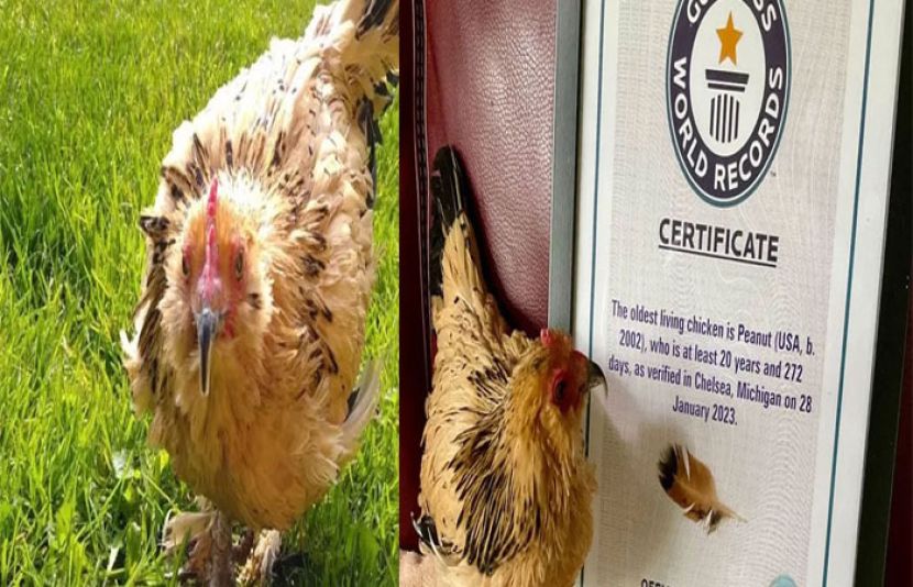 ورلڈ ریکارڈ مرغی 21 سال کی عمر میں چل بسی
