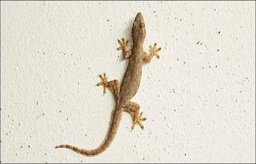 جانیں گھر سے چھپکلیوں کو بھگانے اور کچن سے متعلق چند فائدے مند ٹپس