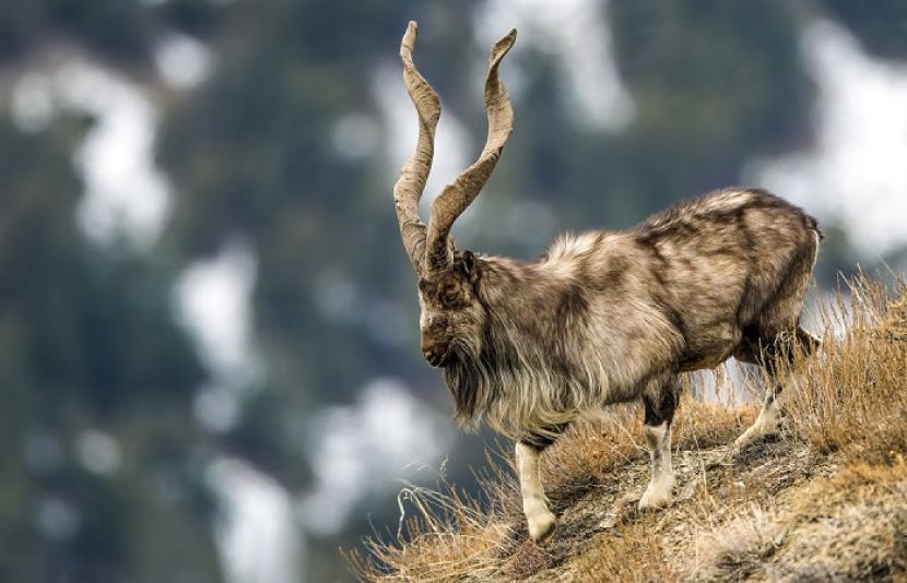 استور مارخور